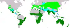 Distribución de Himantopus himantopus