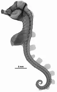 Hippocampus paradoxus