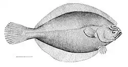 Demersal Pez (americano plaice)