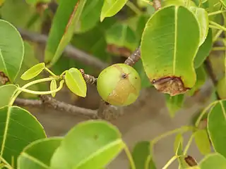 Fruto del manzanillo de playa o de la muerte del cual se alimenta el garrobo negro. Es redondo y de color verde amarillento.