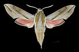 Hippotion rosetta ♂
