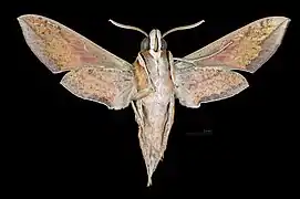 Hippotion rosetta ♂   △