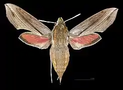 Hippotion rosetta   ♀