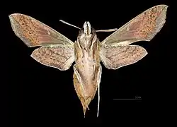 Hippotion rosetta   ♀ △
