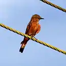 Hirundinea ferruginea Cliff Flycatcher