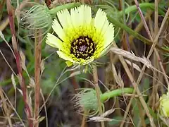 Hispidella hispanica