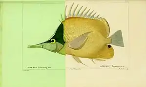 Ilustración de F. longirostris (sinonimia Chelmon longirostris), en Histoire naturelle des poissons, Cuvier et Valenciennes, 1828-1849