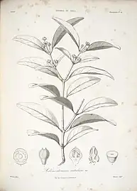 A. nitidum
