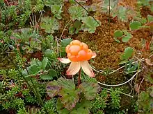 Rubus chamaemorus (zarzamora) Yakutia 22,500 YBP