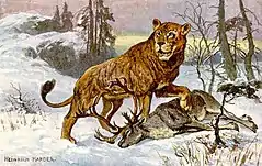 Panthera leo spelaea