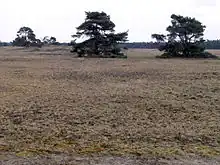 Paisaje abierto, en suelo pobre, modelado por el viento