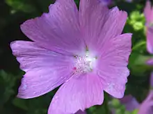 Malva alcea