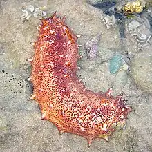 Los pepinos de mar se alimentan filtrando plancton y sólidos en suspensión en el agua de mar