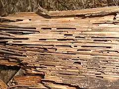 Muestra de madera deteriorada por la excavación de una colonia de "hormigas carpinteras" o "madereras"