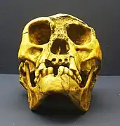 Homo floresiensis.