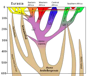 Linaje del Homo sapiens