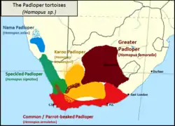 Distribución del género Homopus. H. signatus en verde