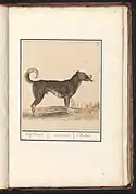 Hof-hond