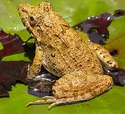 Rana toro india (Hoplobatrachus tigerinus)