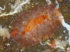 Hoplodoris bifurcata