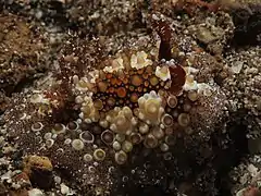 Hoplodoris estrelyado