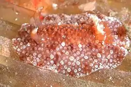 Hoplodoris hansrosaorum