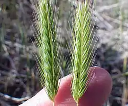 En gramíneas (#Glosario de Poaceae) la inflorescencia primaria, en cuyo pedúnculo están directamente insertas las flores, está protegida por dos brácteas (la gluma y la glumela). En el género Hordeum (foto) el pedúnculo tomado por los dedos es el de la inflorescencia secundaria, no tiene gluma y glumela, las inflorescencias primarias (las espiguillas) son las que están insertas en el pedúnculo de la secundaria. Esta inflorescencia es una espiga de espiguillas.