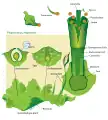 Diagrama del ciclo de vida del Hornwort