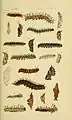 Ilustraciones de larvas de Nymphalidae de la India. Catalogue of the lepidopterous insects in the Museum of Natural History at the East-India House. Multiple dates 1857 - 1859; 1857-1859, autores: Thomas Horsfield y Frederic Moore