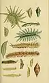 Ilustraciones de larvas de Nymphalidae de la India. Catalogue of the lepidopterous insects in the Museum of Natural History at the East-India House. Multiple dates 1857 - 1859; 1857-1859, autores: Thomas Horsfield y Frederic Moore