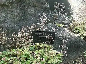 Ejemplares de Saxifraga stolonifera Curtis f. aptera (Makino) H. Hara en el jardín botánico de Tsukuba.