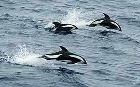 Delfines cruzados en el Pasaje de Drake