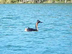 Huala en laguna grande.