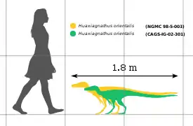 Diagrama a escala de los dos especímenes conocidos con un humano, el holotipo en verde.