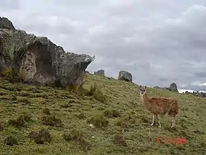 Bosque de piedra de Huayllay