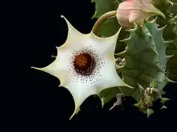 Huernia quinta