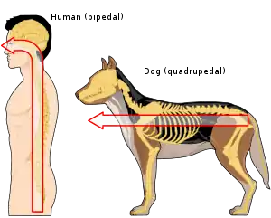 Posición anatómica estándar se utiliza para describir a los seres humanos y otros animales.