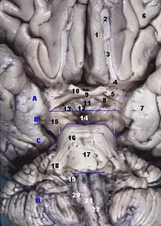 Vista anterior del tronco encefálico humano