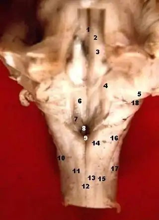 Tallo cerebral humano, vista posterior.