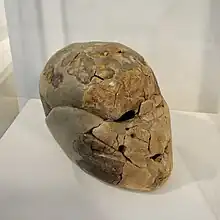 Cráneo de Beisamoun en exhibición en el Museo de Prehistoria de Moshe Stekelis.