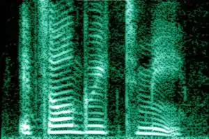 Voz humana en un espectrograma; un mapa de calor representando la magnitud de en TFTR.