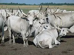 Ganado gris húngaro