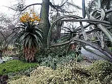 Aloe marlothii en floración, con Ceiba speciosa y euphorbia