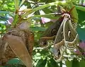 Macho adulto de cecropia luego de la eclosión