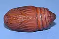 Pupa macho