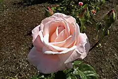 híbrido de té 'First Love', Swim 1951. En el Bush's Pasture Park Rose Garden, Salem (Oregón).