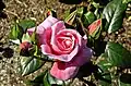 'Pink Favorite', Von Abrams 1956semillas: 'Juno'; polen: 'Georg Arends' × 'New Dawn'