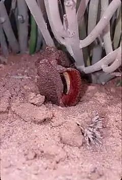 Flor emergente de Hydnora africana en un desierto dominado por Euphorbia mauritanica cerca de Fish River Canyon, al sur de  Namibia, 2000.