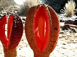 Flor de Hydnora africana  Distrito Karasburg, Namibia, 2002.