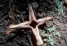 Hydnora johannis floreciendo.  Um Barona, Wad Medani, Sudán.